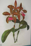 Lindenia Limited Edition Print: Cattleya Trianae Var Annae (Pale Pink with Magenta and Yellow Center) Orchid Collector Art