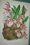 Lindenia Limited Edition Print: Odontoglossum Bleichroderianum (Pale Yellow with Speckled Red) Orchid Collector Art (B2)