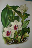 Lindenia Botanical Print Limited Edition: Phaius Humbloti Rchb, Bicolor White and Pink, Orchid Home Decor (B2)
