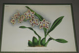 Lindenia Limited Edition Print Odontoglossum Crispum Var Graireanum (Magenta) Orchid Art (B5)