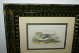 19th century GULL ANTIQUE AUTHENTIC 1897 ORIGINAL PRINT LLOYD'S NATURAL HISTORY BY BOWDLER SHARPE EDWARD LLOYD LIMITED, DOUBLE MATTED AND FRAMED PROFESSIONALLY IN UNIQUE HAND PAINTED FRAME SIGNED BY ARTIST, 1 MAT ALSO HANDPAINTED FRENCH STYLE