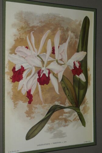 Lindenia Limited Edition Print: Laeliocattleya x Wargnyana L. Lind (White with Red Center) Orchid Collector Art (B4)