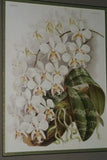 Lindenia Limited Edition Print: Phalaenopsis Lowii Rchb (White and Pink) Orchid Collector Art (B2)