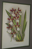 Lindenia Limited Edition Print: Miltonia Candida Lindl (Sienna, Yellow and White) Orchid Collector Art (B5)