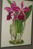 Lindenia Limited Edition Print: Laeliocattleya x Hrubyana (Magenta) Orchid Collector Art (B4)