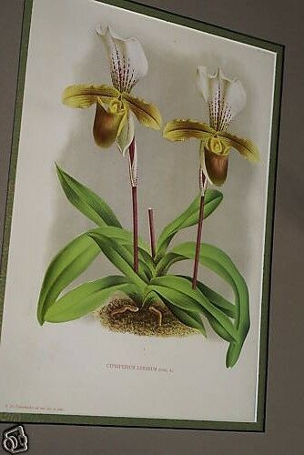 Lindenia Limited Edition Print: Paphiopedilum Cypripedium Leeanum, Lady Slipper (Yellow, Sienna and White) Orchid Collector Art (B1)