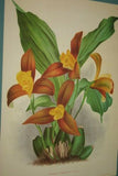 Lindenia Limited Edition Print: Lycaste Deppei Lindl Var Puctatissima (White and Mauve) Orchid Collectible (B5)