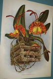 Lindenia Limited Edition Print: Oncidium Lamelligerum (Sienna and Yellow) Orchid Collector Art (B2)