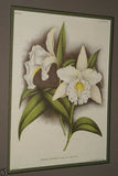 Lindenia Limited Edition Print: Terete Vanda Kimballiana (White and Fushia) Orchid AOS Collector Art (B2)