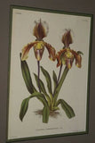 Lindenia Limited Edition Print: Paphiopedilum, Cypripedium x Lathamianum Princeps, Lady Slipper (Magenta, Yellow and White) Orchid Collector Art (B5)