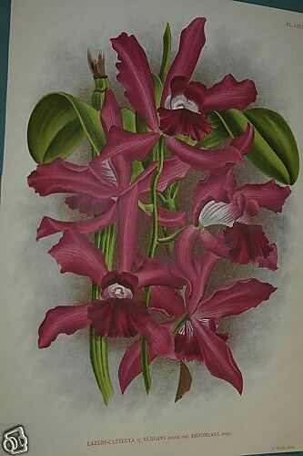 Lindenia Limited Edition Print: Laeliocattleya x Elegans Var Broomeana (Magenta) Orchid Collector Art (B3)