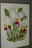 Lindenia Limited Edition Print: Laelia Anceps Var Hyeana (White with Magenta and Yellow Center)  Orchid Collectible Wall Art (B2)