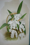 Lindenia Limited Edition Print: Rodriguezia Pubescens (White) Orchid Collector Art Decor (B2)