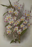 Lindenia Limited Edition: Dendrobium Devonianum Collectible Print, AOS Orchid: Tricolor White, Yellow, and Purple (B2)