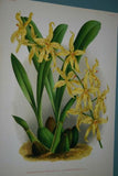 Lindenia Limited Edition Print: Odontoglossum Odoratum Var Baphicanthum (Yellow) Orchid Collector Art (B1)