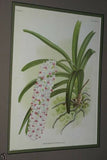 Lindenia Limited Edition Print: Saccolabium Bellinum (White and Yellow with Speckled Sienna) Orchid Collectible Art (B3)