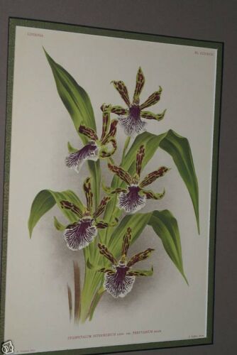 Lindenia Limited Edition Print: Zygopetalum Intermedium Var Peruvianum (Purple) Orchid Collector Art (B3)