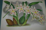 Lindenia Limited Edition Print: Odontoglossum Crispum Var Ferrierense (White, Orange and Yellow)  Orchid Collector Art