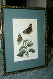 1795 ORIGINAL AUTHENTIC  ANTIQUE  SHAW & NODDER H.C HAND COLORED COPPERPLATE ENGRAVING BUTTERFLY ILLUSTRATION DRAWN & ENGRAVED BY RICHARD POLYDORE NODDER MATTED & FRAMED PROFESSIONALLY IN HAND PAINTED SIGNED FRAME