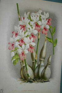 Lindenia Limited Edition Print: Calanthe Regnieri (White and Pink) Orchid Collector Art (B1)