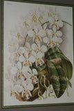 Lindenia Limited Edition Print: Stanhopea Insignis Frost (Yellow) Orchid Collector Art (B3)