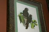 2 for 1 FRAMED ART: 1978 AUSTRALIAN BIRD LITHOGRAPHS FROM “PARROTS OF THE WORLD” BY BILL COOPER PROFESSIONALLY MATTED AND FRAMED IN UNIQUE SIGNED HAND PAINTED FRAMES 21" X 17" DESIGNER WALL ART DÉCOR DFPN71 & 72