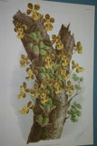 Lindenia Limited Edition Print: Oncidium Lamelligerum (Sienna and Yellow) Orchid Collector Art (B2)