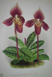 Lindenia Limited Edition Print: Paphiopedilum, Cypripedium Insigne Wall Varieties Novae, Lady Slipper (Sienna and Yellow) Orchid Collector Art (B4)