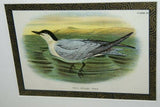 19th century TERN ANTIQUE AUTHENTIC 1897 ORIGINAL PRINT LLOYD'S NATURAL HISTORY BY BOWDLER SHARPE EDWARD LLOYD LIMITED, DOUBLE MATTED AND FRAMED PROFESSIONALLY IN UNIQUE HAND PAINTED FRAME SIGNED BY ARTIST, MAT ALSO HANDPAINTED
