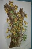 Lindenia Limited Edition Print: Oncidium Varicosum Lindl. Var Moortebeekiense L. Lind (Yellow) Orchid Collector Art (B5)