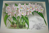 Lindenia Limited Edition Print: Odontoglossum Bleichroderianum (Pale Yellow with Speckled Red) Orchid Collector Art (B2)