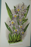 Lindenia Limited Edition Print: Odontoglossum Crispum Var Ferrierense (White, Orange and Yellow)  Orchid Collector Art