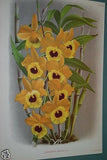 Lindenia  Limited Edition Print: Dendrobium Stratiotes AOS (White and Magenta) Orchid Collector Art (B1)