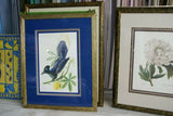 Professionally 4x Mats in Hand painted Frame 22" X 17 ½”  VERY RARE Authentic Limited Edition 1960 Descourtilz Folio Tropical Curly Blue Jay or Pie Acahe Bird Plate 39 Brazil (DES16)