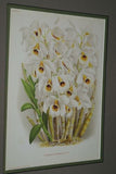 Lindenia Limited Edition Print: Dendrobium Crumenatum (White) Orchid Collectible Art (B2)