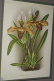 Lindenia Limited Edition Print: Paphiopedilum, Cypripedium Exul O Brien Var Imschootianum, Lady Slipper (Yellow and White) Orchid Collector Art (B3)