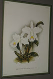 Lindenia Limited Edition Print: Laeliocattleya x Pauli (Fushia, White and Yellow) Orchid Collectible Art (B5)