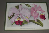 Lindenia Limited Edition Print: Cattleya Alexandrae L. Lind & Rolfe Var Tenebrosa Rolfe (Pink and Sienna)  Orchid Collectible Art (B3)