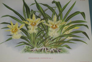 Lindenia Limited Edition Print: Chondrorhyncha  Chestertoni (Yellow) Orchid Collector Art (B3)