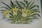 Lindenia Limited Edition Print: Chondrorhyncha  Chestertoni (Yellow) Orchid Collector Art (B3)