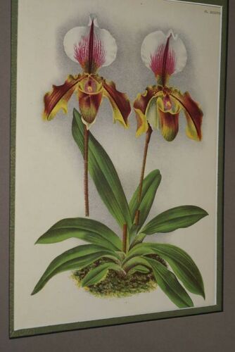 Lindenia Limited Edition Print: Paphiopedilum, Cypripedium x Lathamianum Princeps, Lady Slipper (Magenta, Yellow and White) Orchid Collector Art (B5)