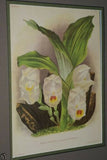 Lindenia Limited Edition Print: Anguloa Uniflora (White) Orchid Collector Art (B1)
