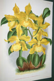 5 Lindenia, Limited Edition prints: Odontoglossum Orchid Collectible Wall Artwork (B3)