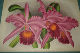 Lindenia Limited Edition Print: Cattleya Mossiae Var Warocqueana Orchid (White and Yellow) Collectible Art (B2)