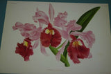 Lindenia Limited Edition Print: Cattleya x Pannemaekeriana Orchid (Magenta/Red and White)  Collectible Art (B5)