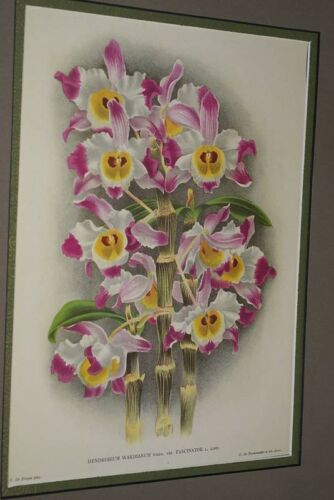 Lindenia Limited Edition Print: Dendrobium Wardianum Warn. Var Fascinator (Fushia, White and Yellow) Orchid Collectible Art (B5)