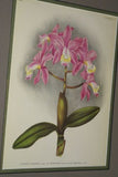 Lindenia Limited Edition Print: Cattleya Labiata Lindl Var Alfrediana L Lind (Magenta) Orchid Collector Art (B5)