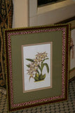 Lindenia Limited Edition Print: Odontoglossum Thibaultianum (White with Speckled Sienna and Yellow Center) Orchid Collector Art (B4)