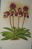 Lindenia Limited Edition Print: Paphiopedilum Cypripedium Lawrenceanum Rchb F Var Trieuanum L Lind, Lady Slipper (Magenta, Sienna and Yellow) Orchid Collector Art (B4)