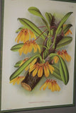 Lindenia Botanical Print Limited Edition: Mormodes Igneum Maculatum, Red, Orchid Art (B3)